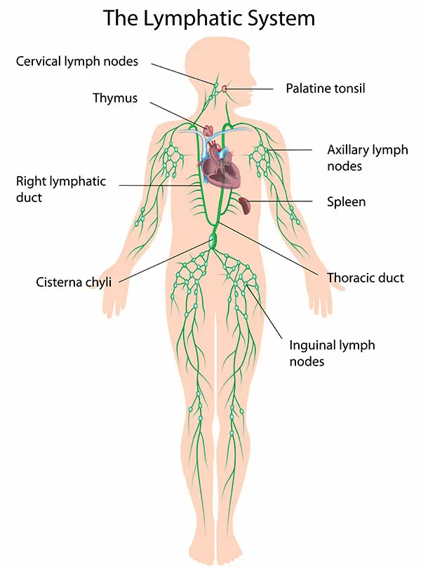 diagram of lymphatic system